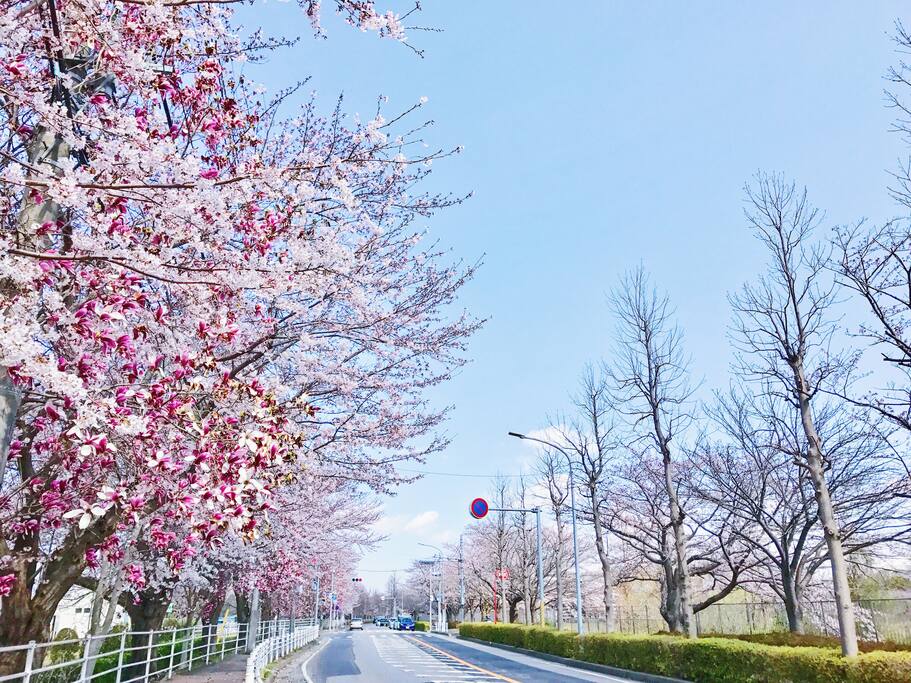 Kashiwanoha Park near our house within 6 mins walk