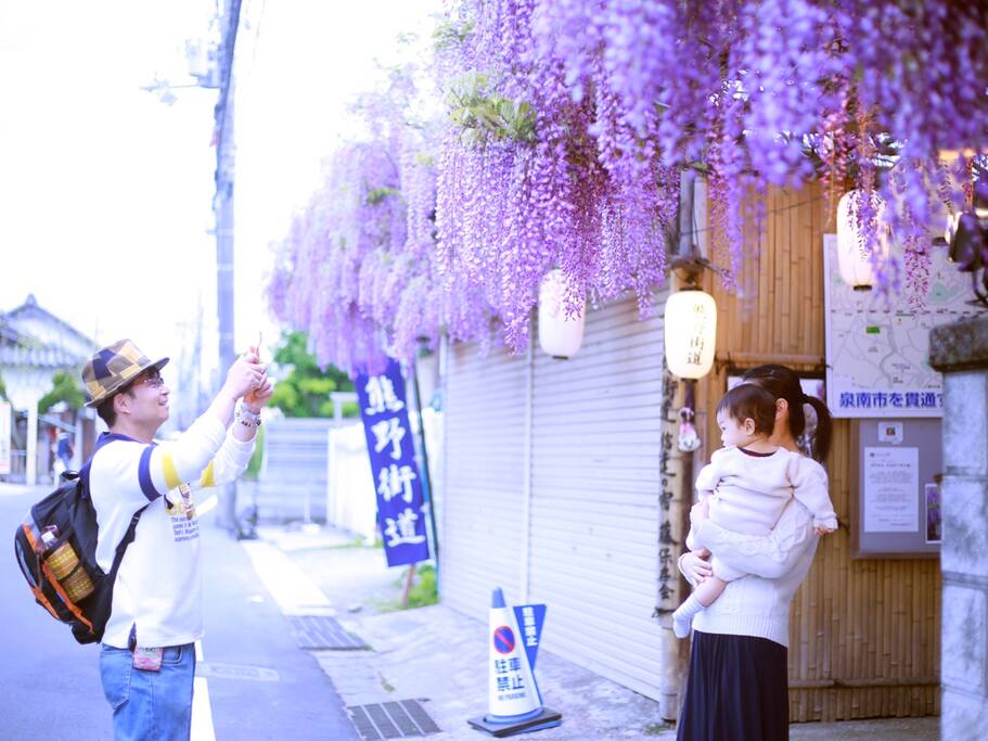 紫藤花祭 大阪关西机场附近也有这样震撼的紫藤花海 大阪旅游攻略 尽在airbnb爱彼迎 紫藤花祭 大阪关西机场附近也有这样震撼的紫藤花海 大阪旅游攻略 尽在airbnb爱彼迎