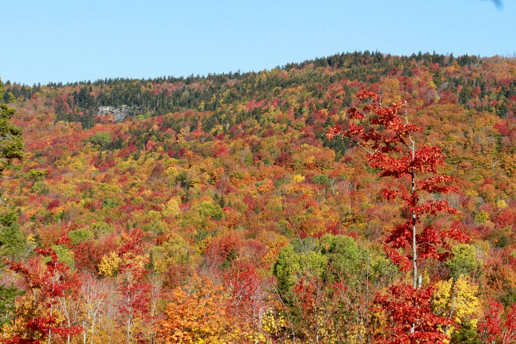 Fall colors