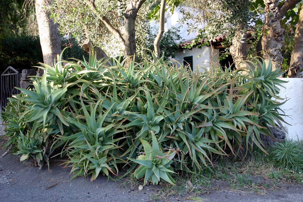 Cespuglio di Aloe Vera all'ingresso