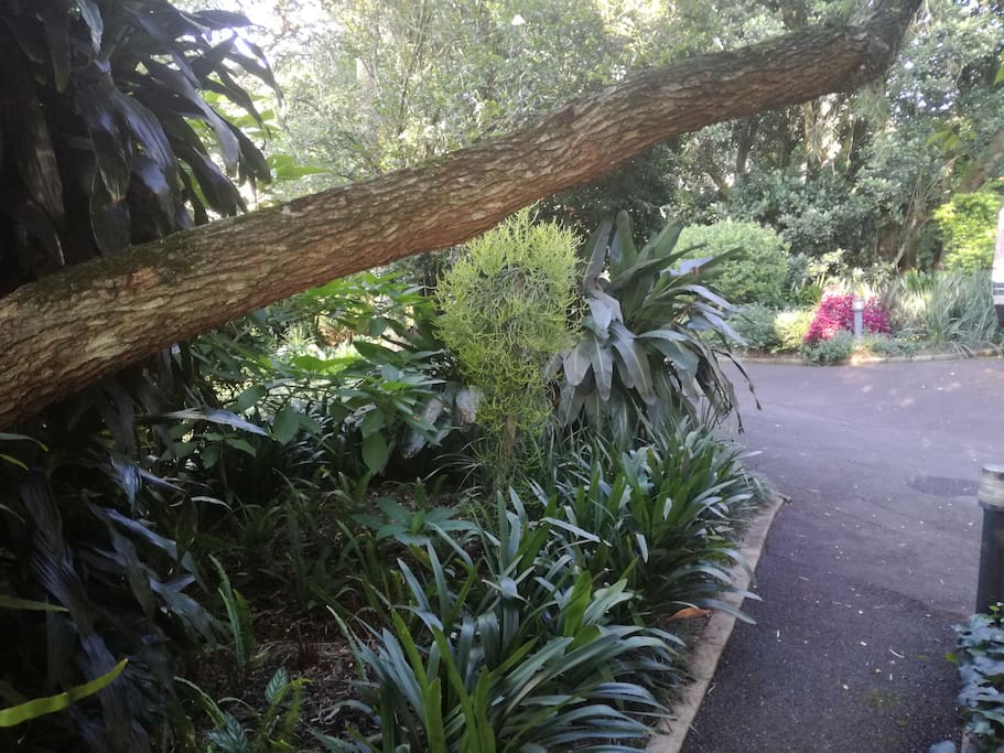 Path to Cottage