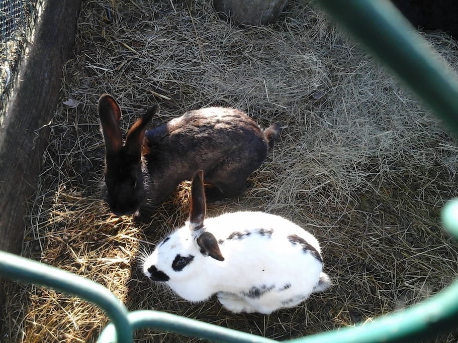 Have you got a carrot?