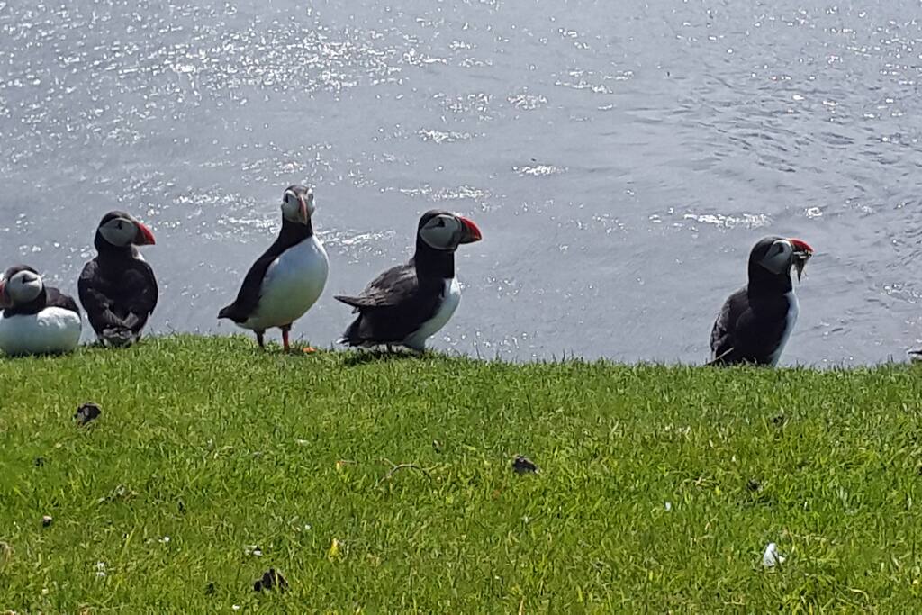 Puffins