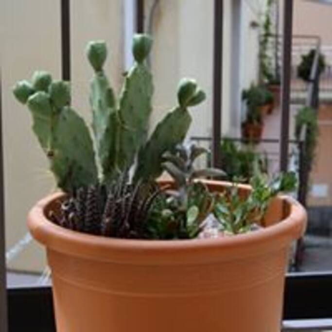 TERRAZZO