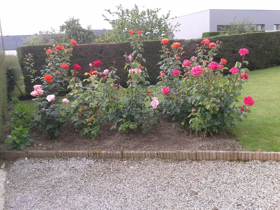 jardin et ses rosiers