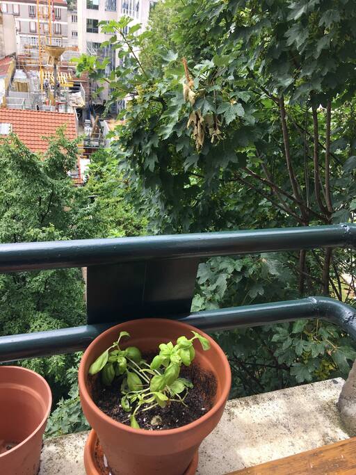 Basilicum in summer