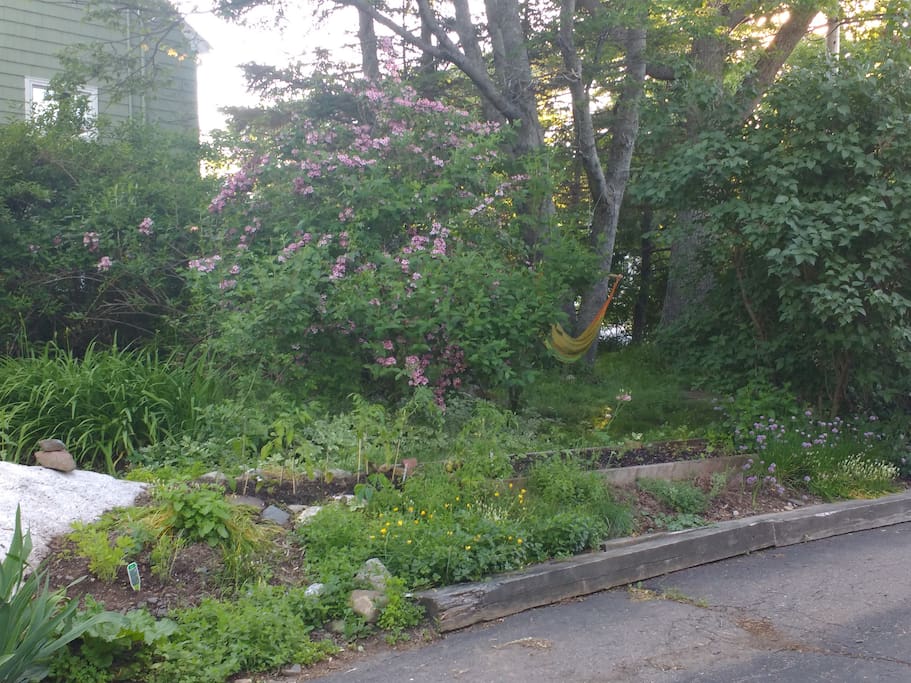 More garden