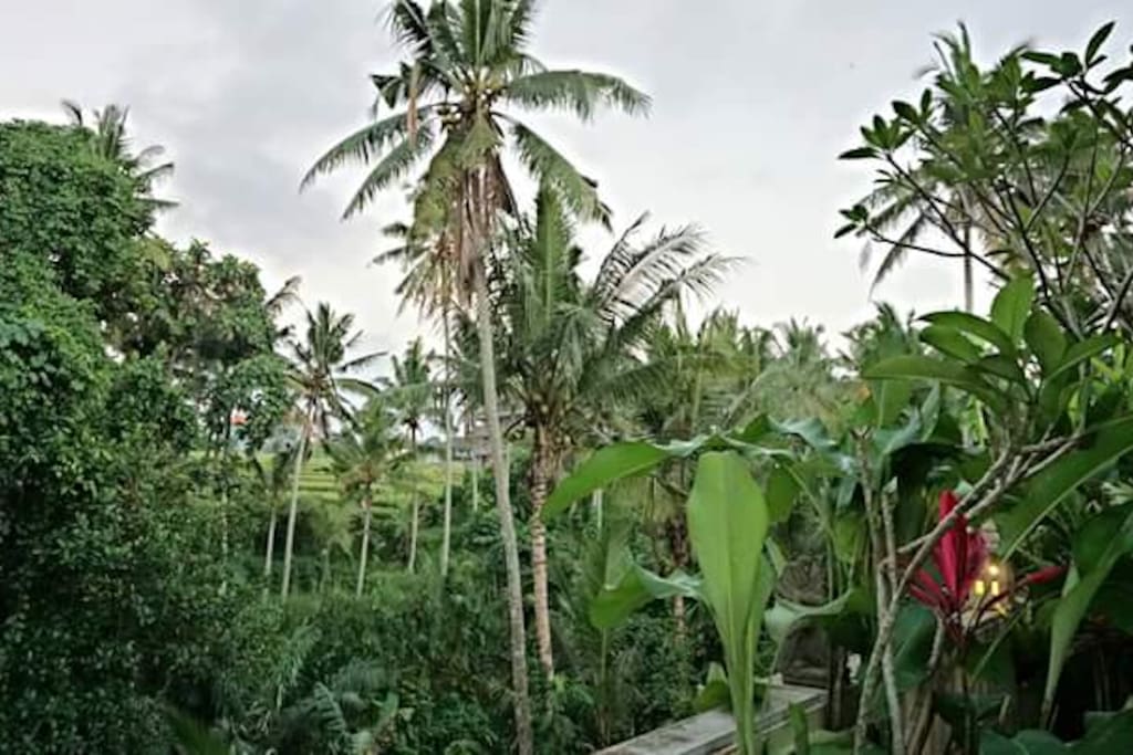 Villa surrounding