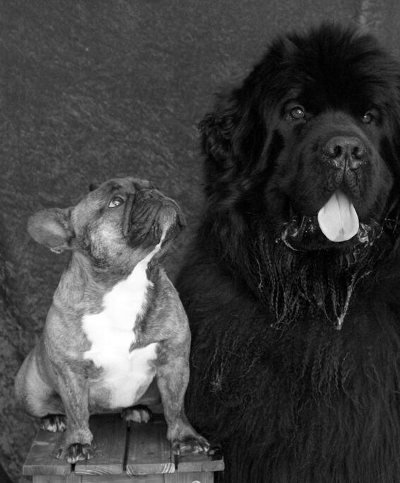 Taj and Gidget