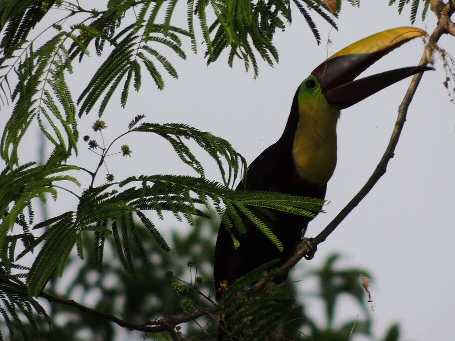 one of the amazing birds that love to come visit us