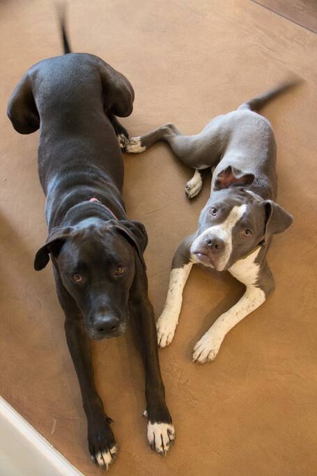 Our gentle giants