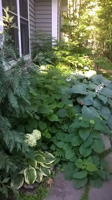 Front garden.