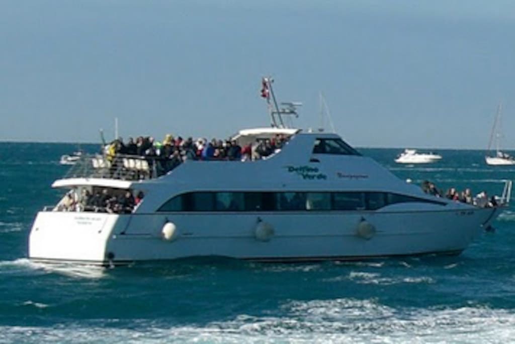 delphino verde