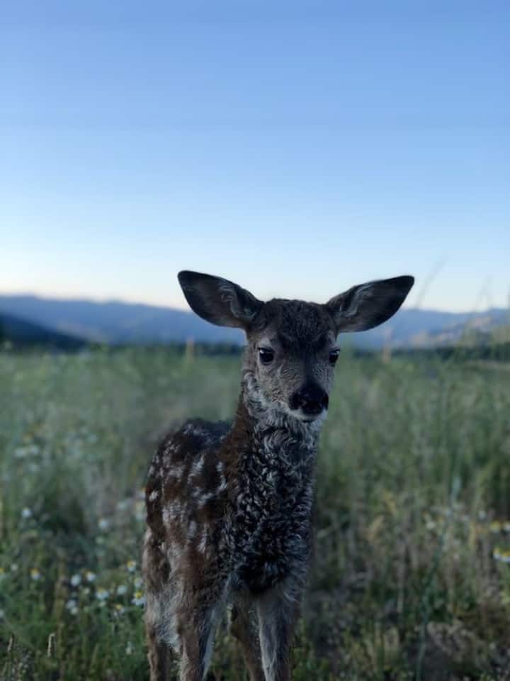 Etna Vacation Rentals & Homes California, United States Airbnb