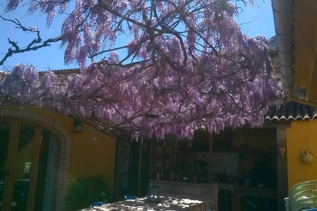 La terrasse