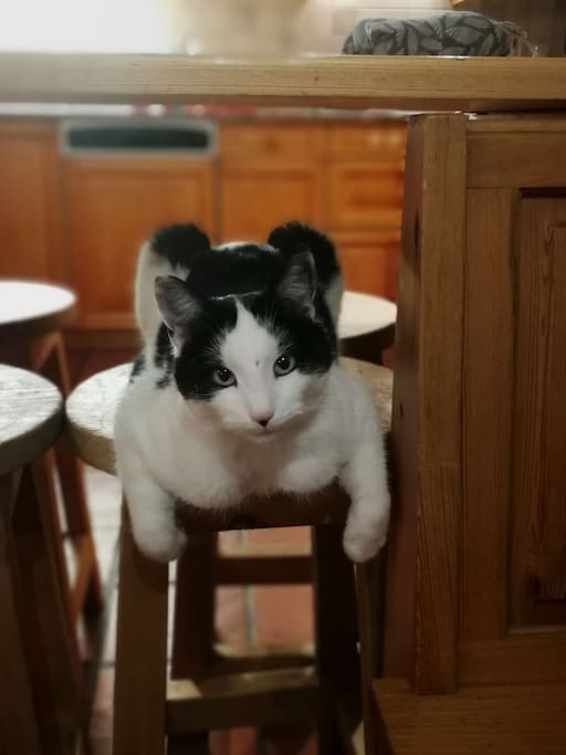 Unsere Katze Chichu (: