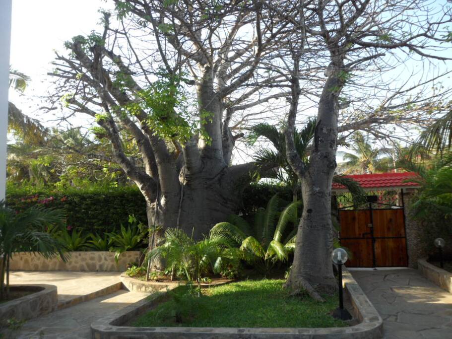 BAOBAB NEL GIARDINO