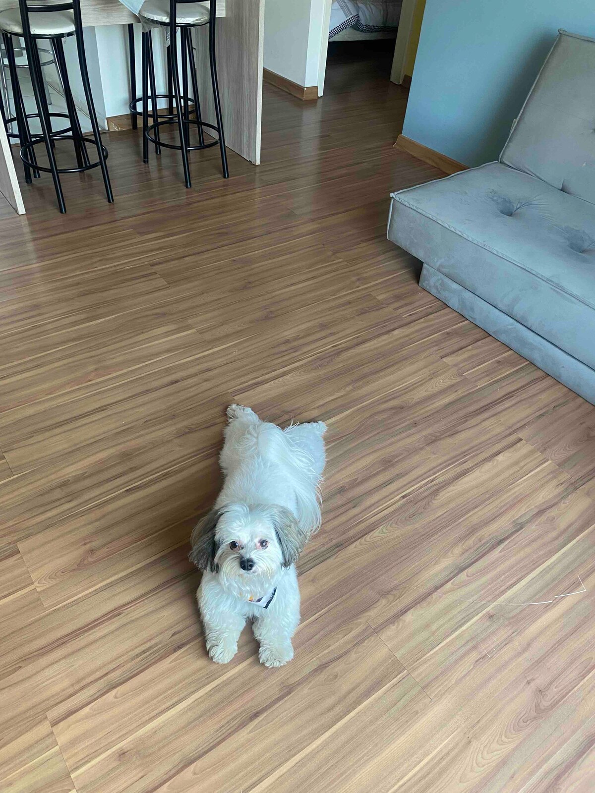 נשמח לארח אתכם ואת חיית המחמד שלכם
אנחנו מקבלים חיות מחמד 