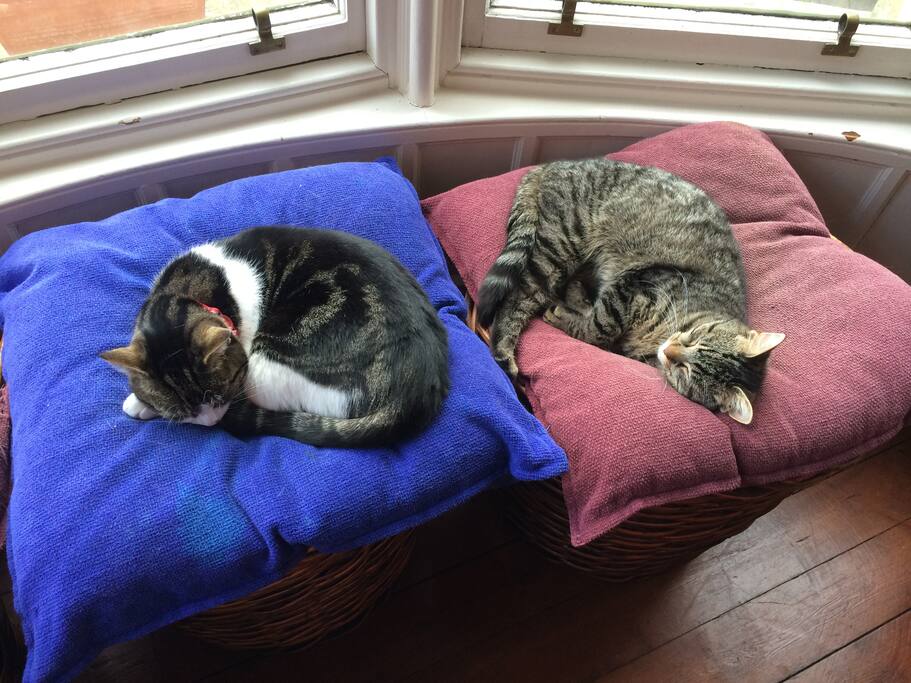 Our two friendly cats -Rosie & Millie