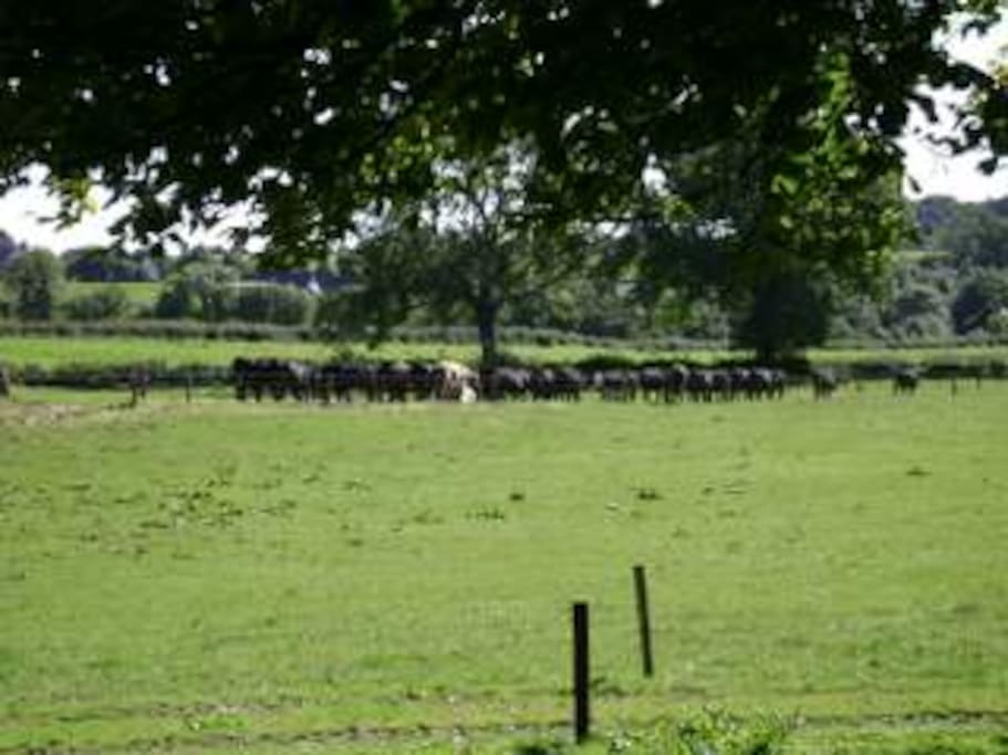 View of Cows on Farm