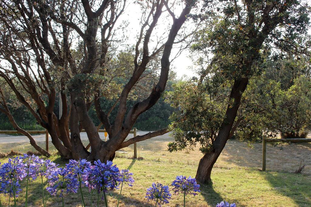 Nothing between us and the beach but the trees
