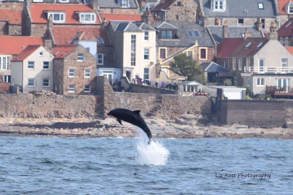 Dolphin acrobatics outside your bedroom.