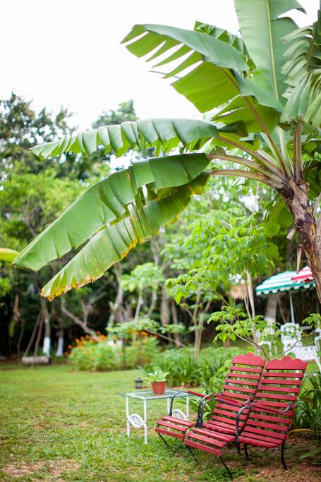 Humming bird watcher chairs