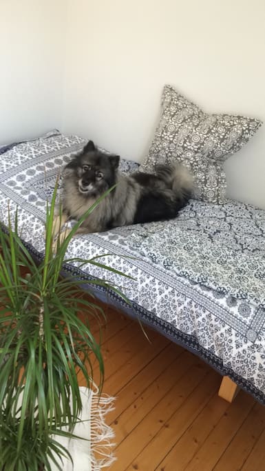Bedroom (dog not included!)