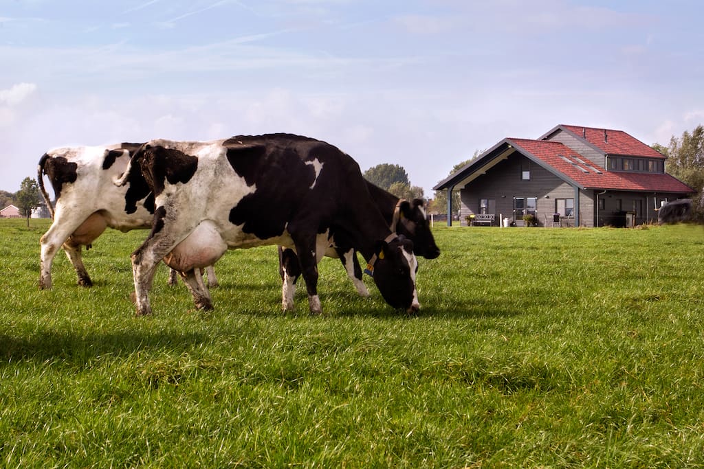 Uitzicht op onze grazende koeien.