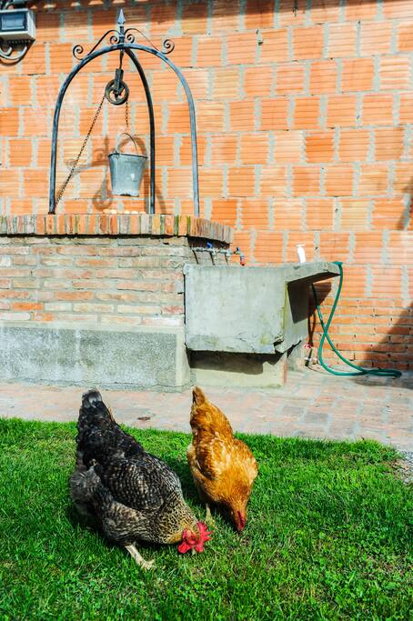 le galline