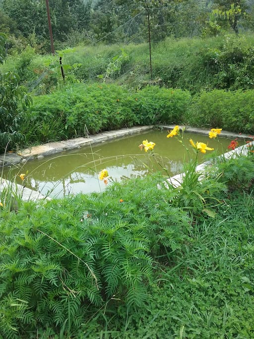 Fish pond