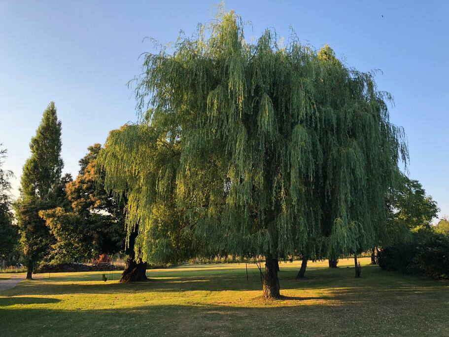 Jardin côté nord de la maison