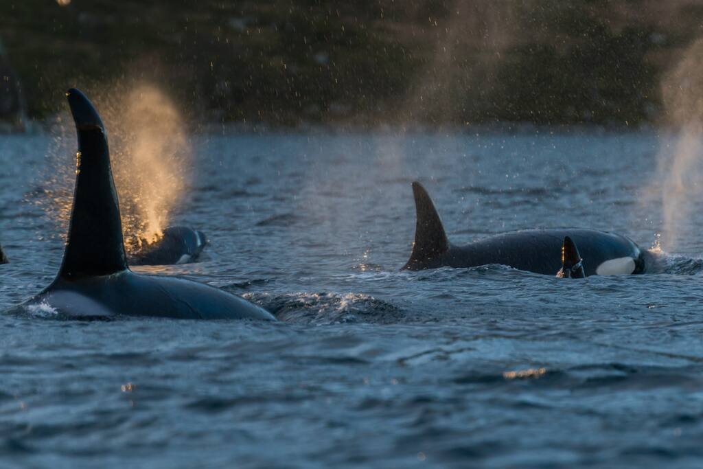 Orcas
