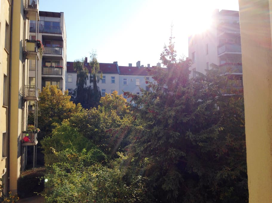 Your view from the room into the backyard