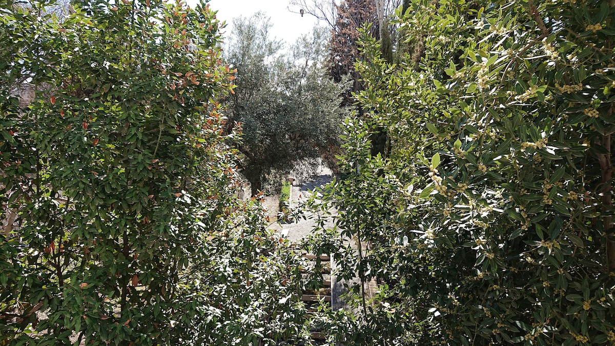 A lush garden scene is depicted, featuring vibrant greenery and diverse plant life. The dense foliage provides a serene backdrop, with sunlight filtering through the leaves, creating dappled patterns on the ground. A glimpse of a clear pathway can be seen through the natural landscape.