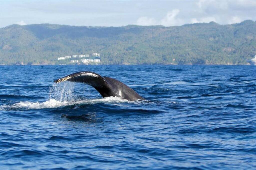 Ballenas desde la Bahía