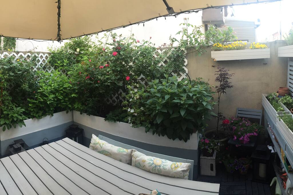Small sweet urban garden