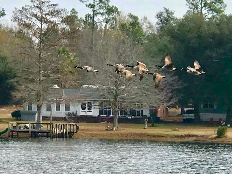 Flock of geese flying over the lake