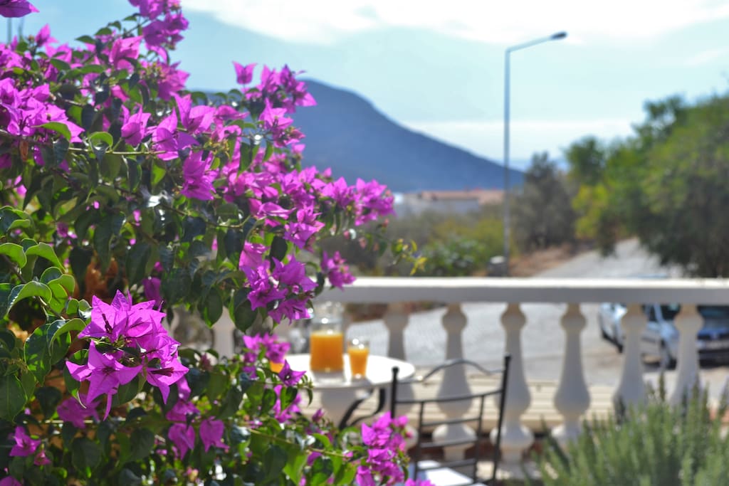 Or in the back garden area (bougainvillea is everywhere in Kalkan)