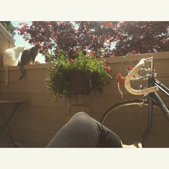 Kitties enjoying last summer's sunshine on one of the decks.