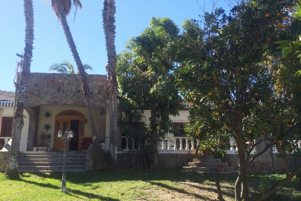 Orange trees in the garden