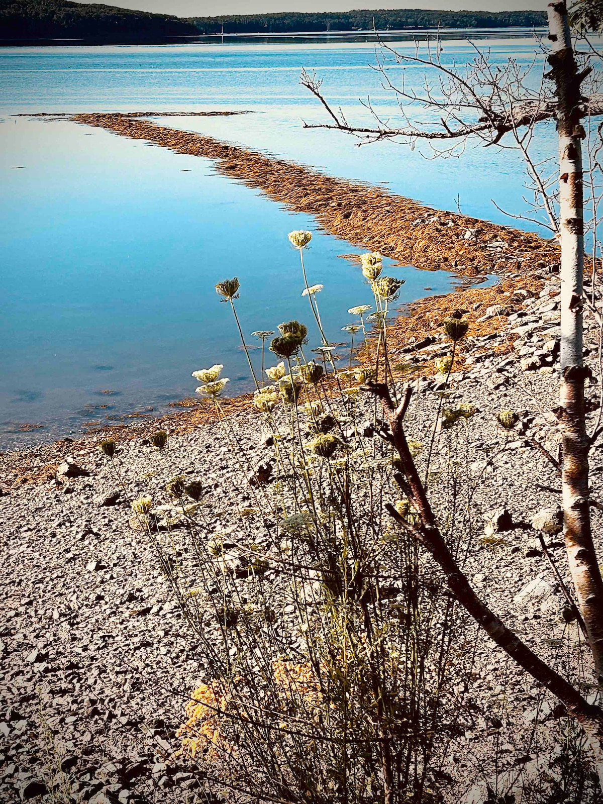 The shoreline is depicted with calm water reflecting the sky. A rocky area leads to a narrow pathway across the water, bordered by sparse vegetation. Wildflowers and grasses are visible in the foreground, contributing to the serene landscape.