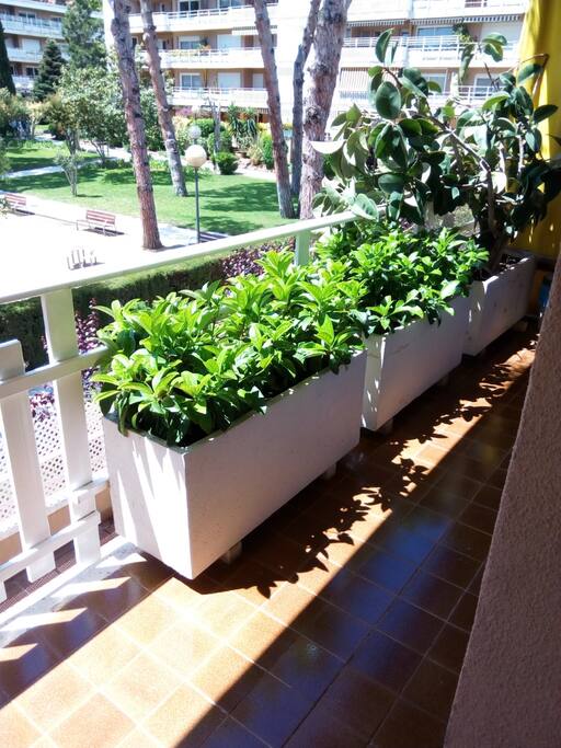 TERRAZA