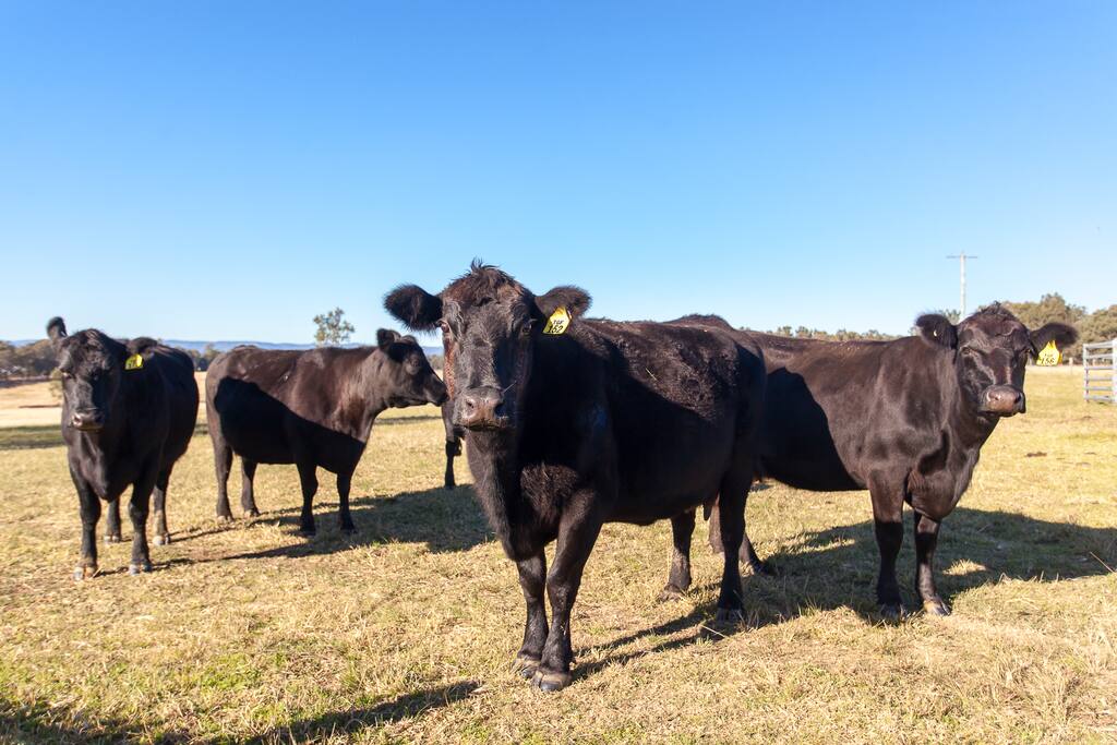 Resident Blank Angus cattle roam the paddocks surrounding the house