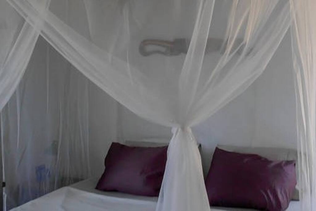 Iguana room