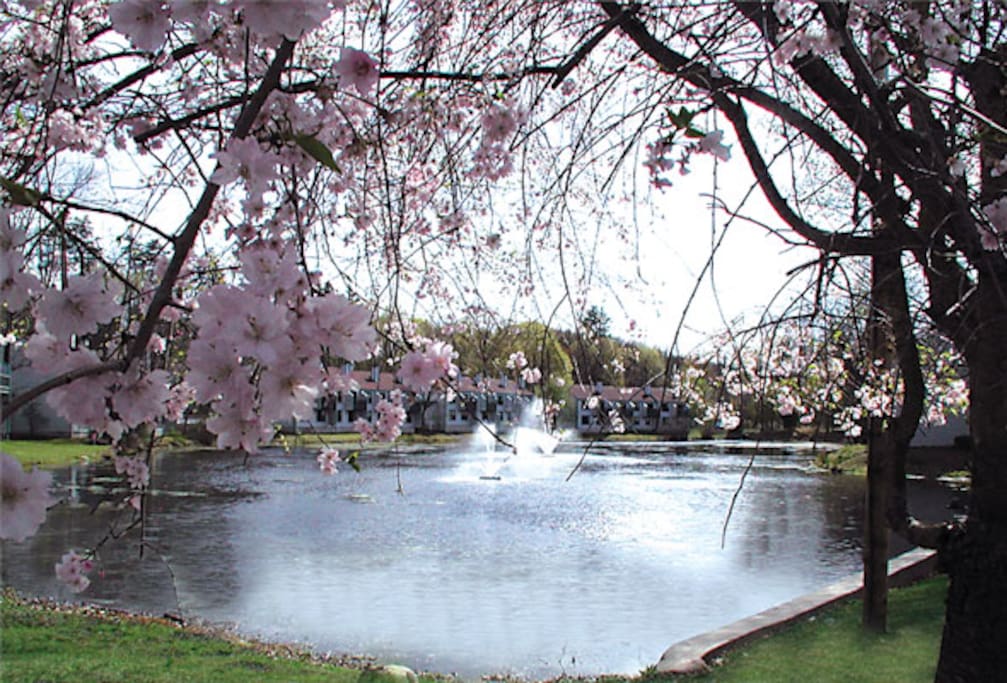 Villas at Tree Tops in the spring time with the cherry blossoms