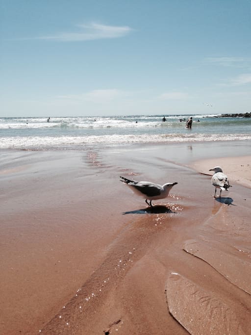 Dee Why beach is just an easy level 3 minute stroll