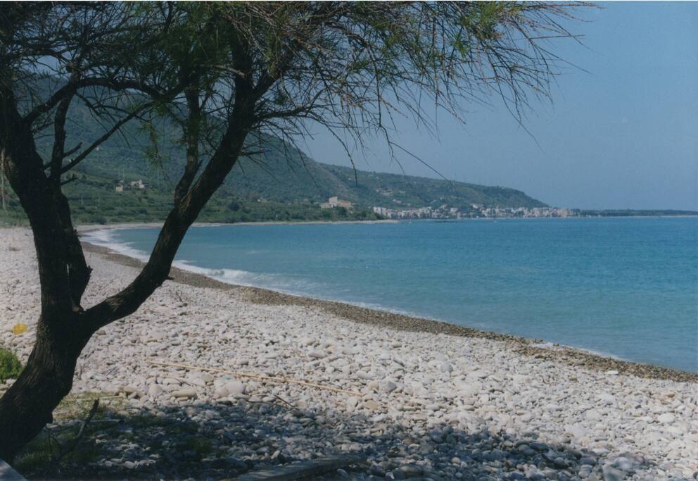 tamerice sulla spiaggia