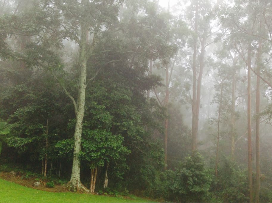 mist on the mountain