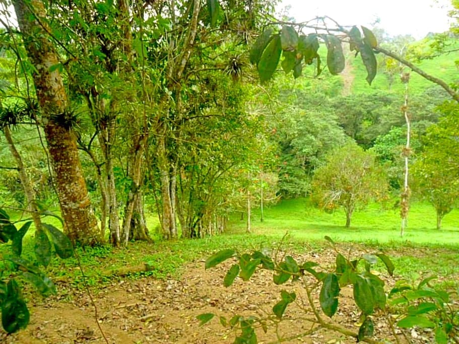Chocolate Farm Ecuador